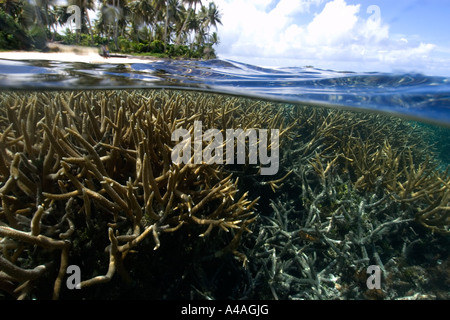 Immagine sdoppiata del staghorn coral Acropora sp e Isola di Truk lagoon Chuuk Stati Federati di Micronesia Foto Stock