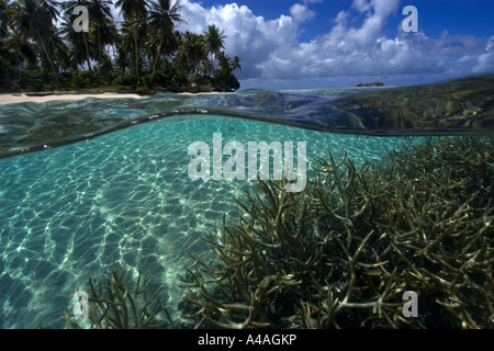 Immagine sdoppiata del staghorn coral Acropora sp e Isola di Truk lagoon Chuuk Stati Federati di Micronesia Foto Stock