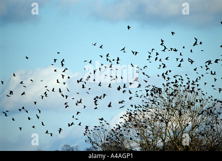 Rookery. Foto Stock