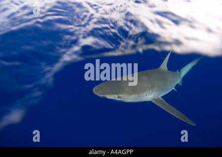 Le Galapagos shark Carcharhinus galapagensis Oahu Hawaii USA Foto Stock