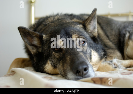 Pastore tedesco e norvegese mix Elkhound cane di razza giacente su un letto Foto Stock