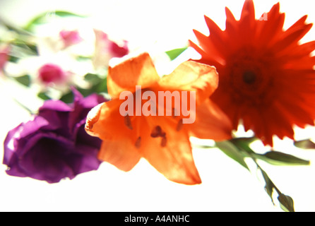 Trio di bouquet di fiori colorati contro uno sfondo bianco Foto Stock