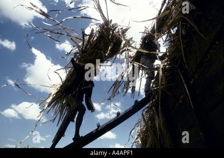 Filippine : canna da zucchero taglierine caricare un carrello su La Hacienda Luisita, presidente Cory Aquino la tenuta di famiglia, Feb1991 Foto Stock