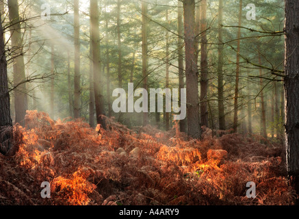 Inglese bosco di conifere Kinver West Midlands Alba autunnale 2005 Foto Stock