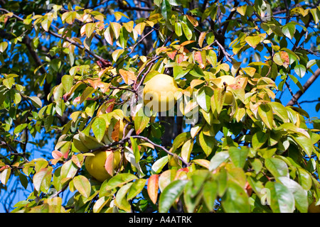 Pera asiatica (Pyrus pyrifolia), Giappone, Asia Foto Stock