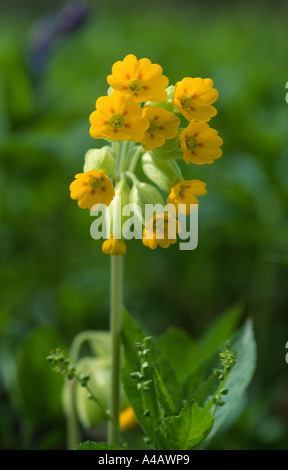 Cowslip primula veris in fiore con cani il mercurio Foto Stock