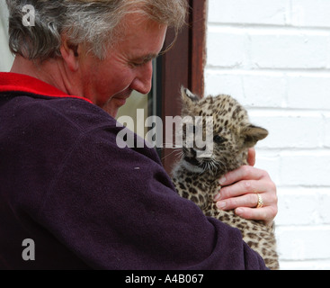 Sei settimane di Persiano antico Leopard cub essendo trattenuto dal suo detentore Foto Stock