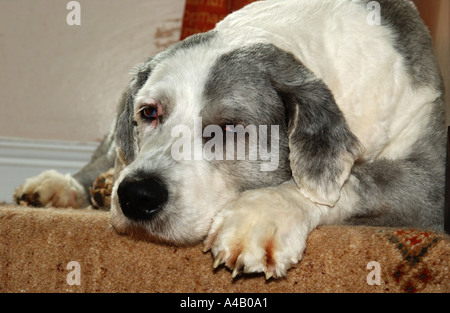 Old English Sheepdog (noto anche come il Bobtail) appoggiato sul pianerottolo in cima di una scala Foto Stock