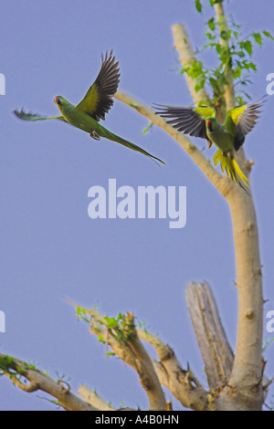 Due cocorite in volo da un albero. India Foto Stock