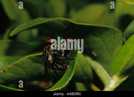 Carne-vola coniugata (Sarcophaga carnaria) nel Regno Unito Foto Stock