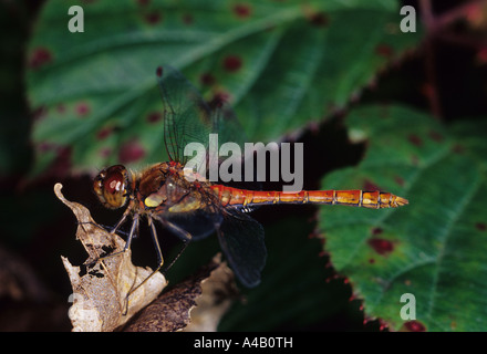 Sympetrum comune (Sympetrum striolatum) nel Regno Unito Foto Stock