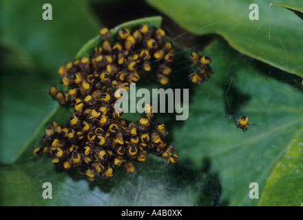 Giardino giovani ragni (Araneus diadematus) nel Regno Unito Foto Stock