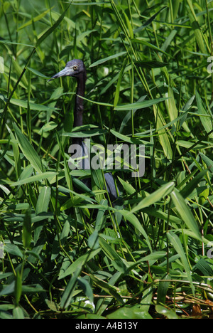 Piccolo airone cenerino Egretta caerulea Parco Nazionale di Tortuguero costa dei Caraibi Costa Rica Foto Stock