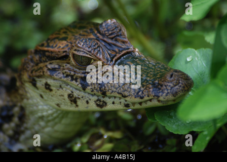 Bambino piccolo caimano Spectacled crocodilus Caimano PARCO NAZIONALE DI TORTUGUERO Costa dei Caraibi Costa Rica Foto Stock