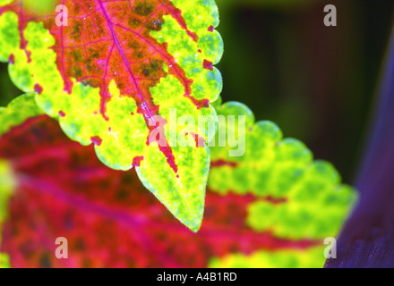 Primo piano di foglie di Coleus Solenostemon scutellaroides Foto Stock