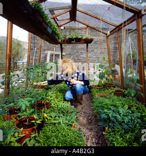 Signora giardiniere tendente giovani piante in serra con pomodori Foto Stock