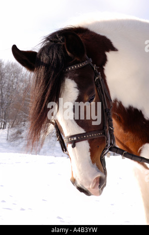 Cavallo bianco Foto Stock