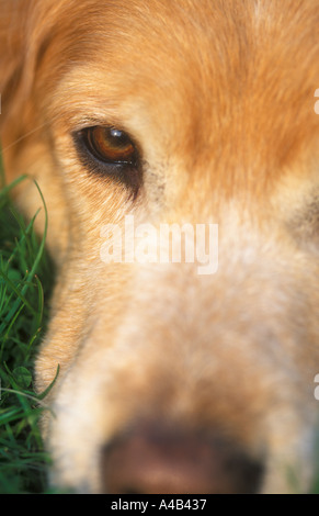 Il Labrador X cane di Terranova close-up crop mostra occhi e naso Foto Stock