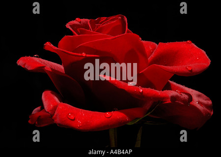 Rosa rossa Foto Stock