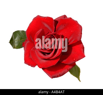 Rosa rossa Foto Stock