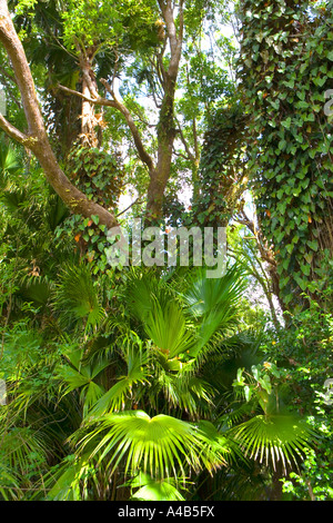 Vegetazione del sottobosco a Mauritius Foto Stock