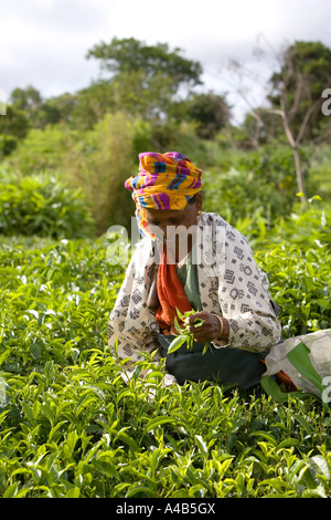 Signora anziana con molto colorato che copre la testa di prelievo su Tea Plantation a Maurizio nel tardo pomeriggio Foto Stock