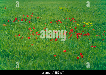 field of wheat with red poppies and yellow daisies growing amongst the crop Foto Stock