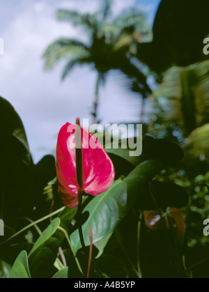 Flamingo Flower (Anthurium andraeanum) noto anche come fiore di coda; Barbados, dei Caraibi. Foto Stock