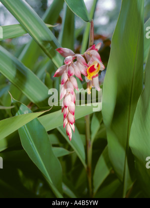 Lo zenzero Varigated (Alpina zerumbet 'Variegata'); Barbados, dei Caraibi Foto Stock