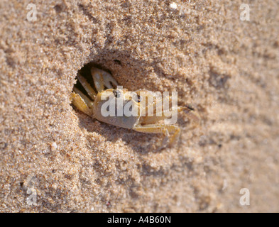 Il granchio di sabbia (Emerita analoga) Foto Stock