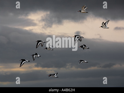 Piccolo gruppo di ostriche Haematopus ostralegus in volo contro un cielo nuvoloso di mattina presto in inverno Foto Stock