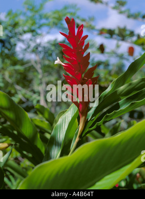 Red Ginger Lily (Alpina purpurata); Barbados, dei Caraibi Foto Stock