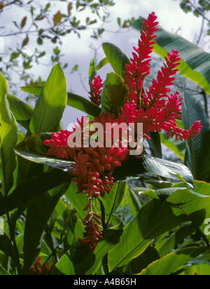 Red Ginger Lily (Alpina purpurata); Barbados, dei Caraibi. Foto Stock