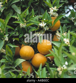 Arancio con frutti maturi e fiori vicino a Valencia Spagna Spain Foto Stock