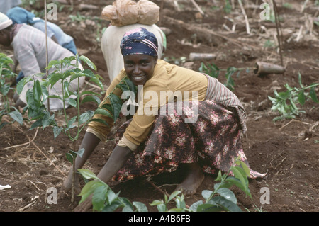 Ragazza di piantare il caffè bush in Kenya Foto Stock