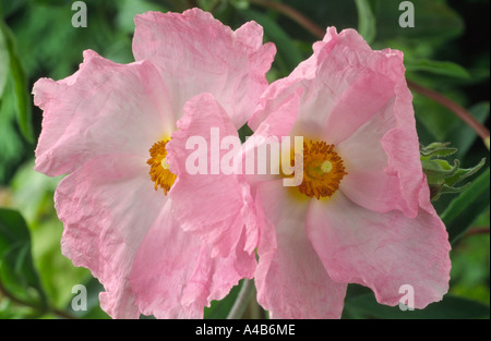 Cistus 'Grayswood Pink' SYN. Rosa argento. Agm Rock Rose, Sun Rose. Foto Stock