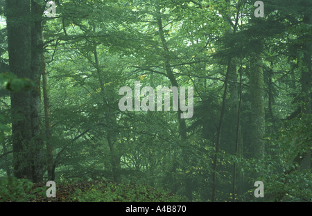 Una fitta foresta al di sopra di Hallstatt AUSTRIA Foto Stock