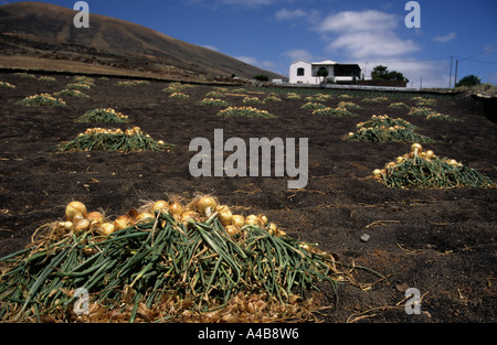 Onion raccolto asciugando al sole Lanzarote isole Canarie Spagna Foto Stock