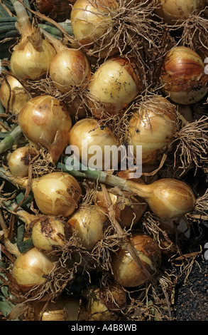 Onion raccolto asciugando al sole Lanzarote isole Canarie Spagna Foto Stock