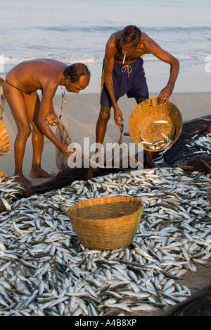 Goa smistamento dei pescatori di sardine e mackeral dalle loro reti in Benaulim Beach Foto Stock