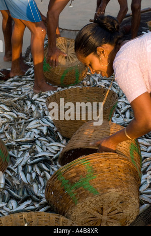 Goa smistamento dei pescatori di sardine e mackeral dalle loro reti in Benaulim Beach Foto Stock