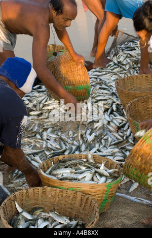 Goa smistamento dei pescatori di sardine e mackeral dalle loro reti in Benaulim Beach Foto Stock