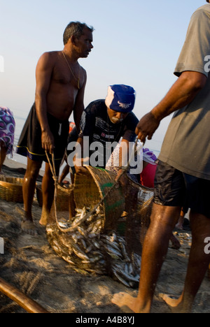 Goa pescatori portando in sardine e mackeral dalle loro reti in Benaulim Beach Foto Stock