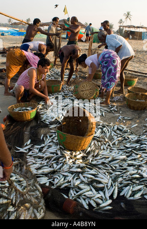 Goa smistamento dei pescatori di sardine e mackeral dalle loro reti in Benaulim Beach Foto Stock