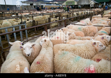 Pecore in penne in vendita ad Abergavenny mercato che è dovuta a chiudere per lo sviluppo del supermercato Wales UK Foto Stock