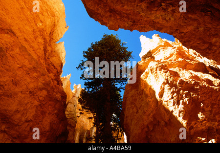 Bryce Canyon National Park nello Utah Stati Uniti d'America Foto Stock