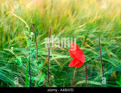 Un singolo di papavero in un campo di orzo ondeggianti nel vento Foto Stock