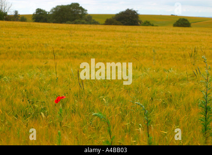 Un singolo di papavero in un vasto campo di orzo Foto Stock