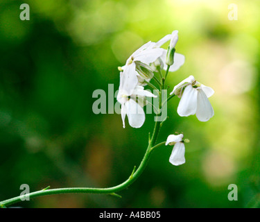 Dames violetta Hesperis matronalis Foto Stock