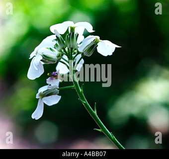 White dame di fiori viola Hesperis matronalis Foto Stock